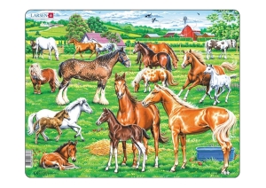 Beautiful horses of different breeds